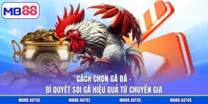 Cách Chọn Gà Đá - Bí Quyết Soi Gà Hiệu Quả Từ Chuyên Gia