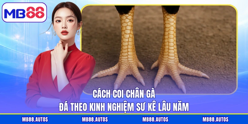 Cách Coi Chân Gà Đá Theo Kinh Nghiệm Sư Kê Lâu Năm 